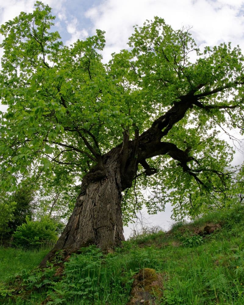 ULMII SECULARI DIN PĂRÂUL MORII